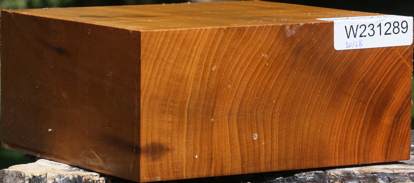 Silver Wattle Bowl Blank