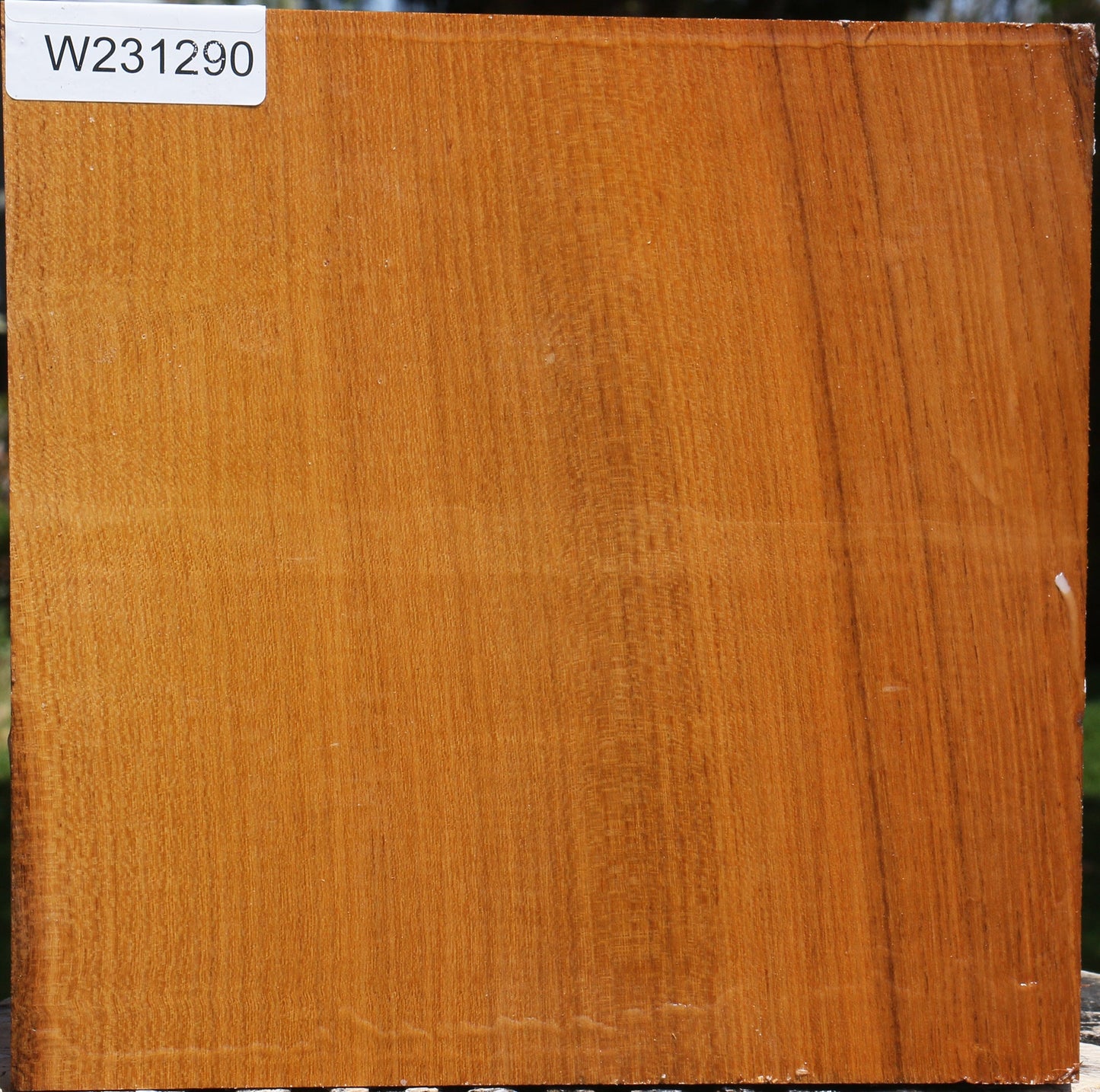 Silver Wattle Bowl Blank