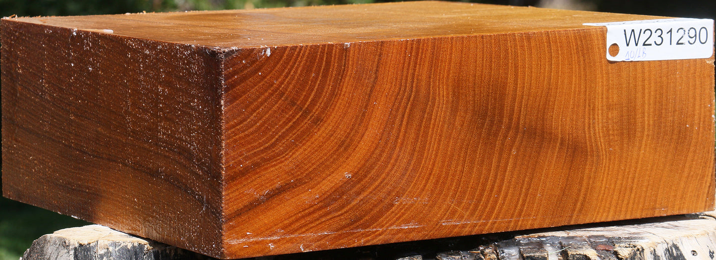 Silver Wattle Bowl Blank