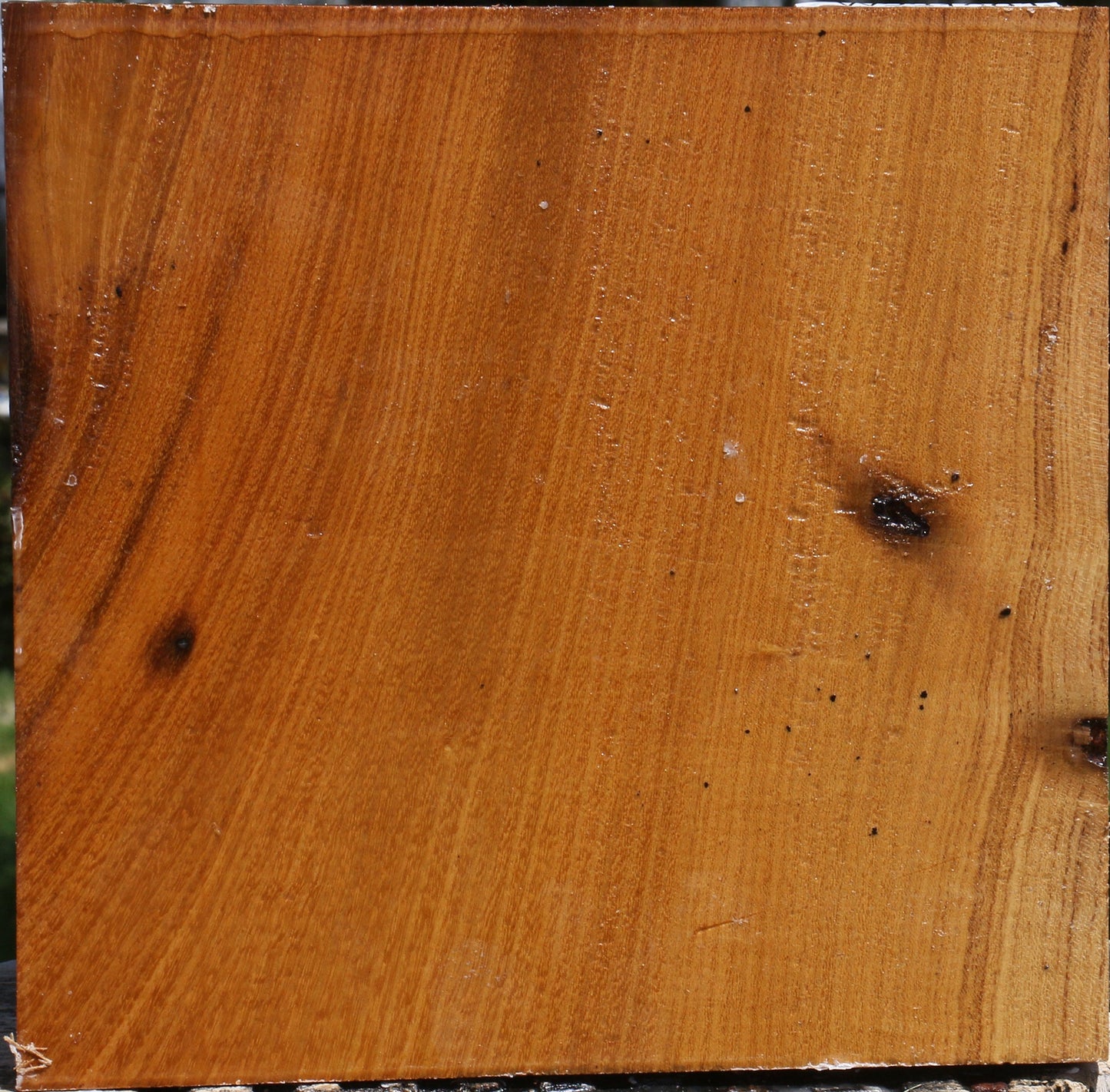 Silver Wattle Bowl Blank