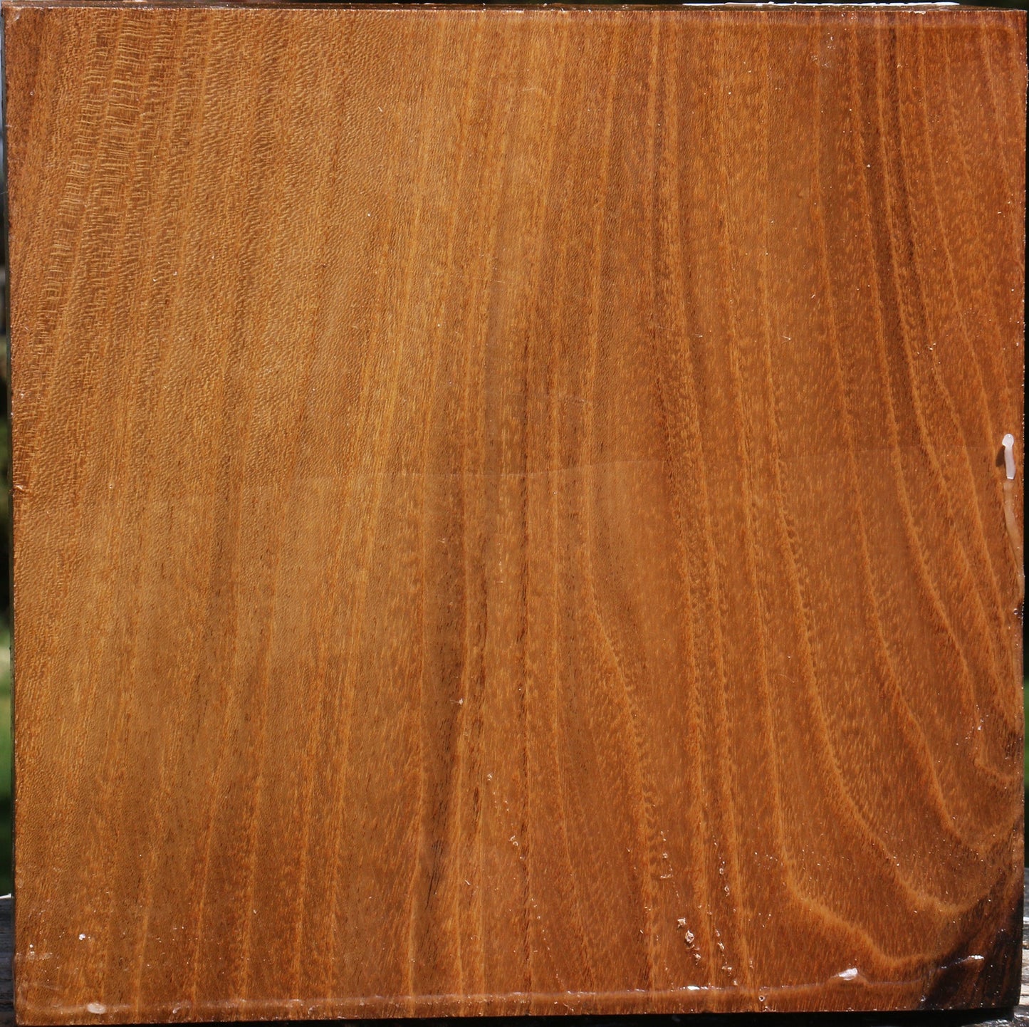 Silver Wattle Bowl Blank