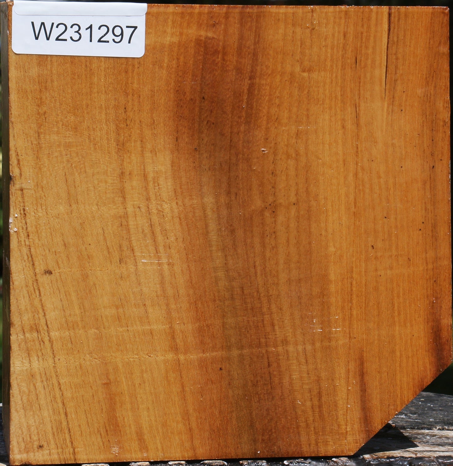 Silver Wattle Bowl Blank