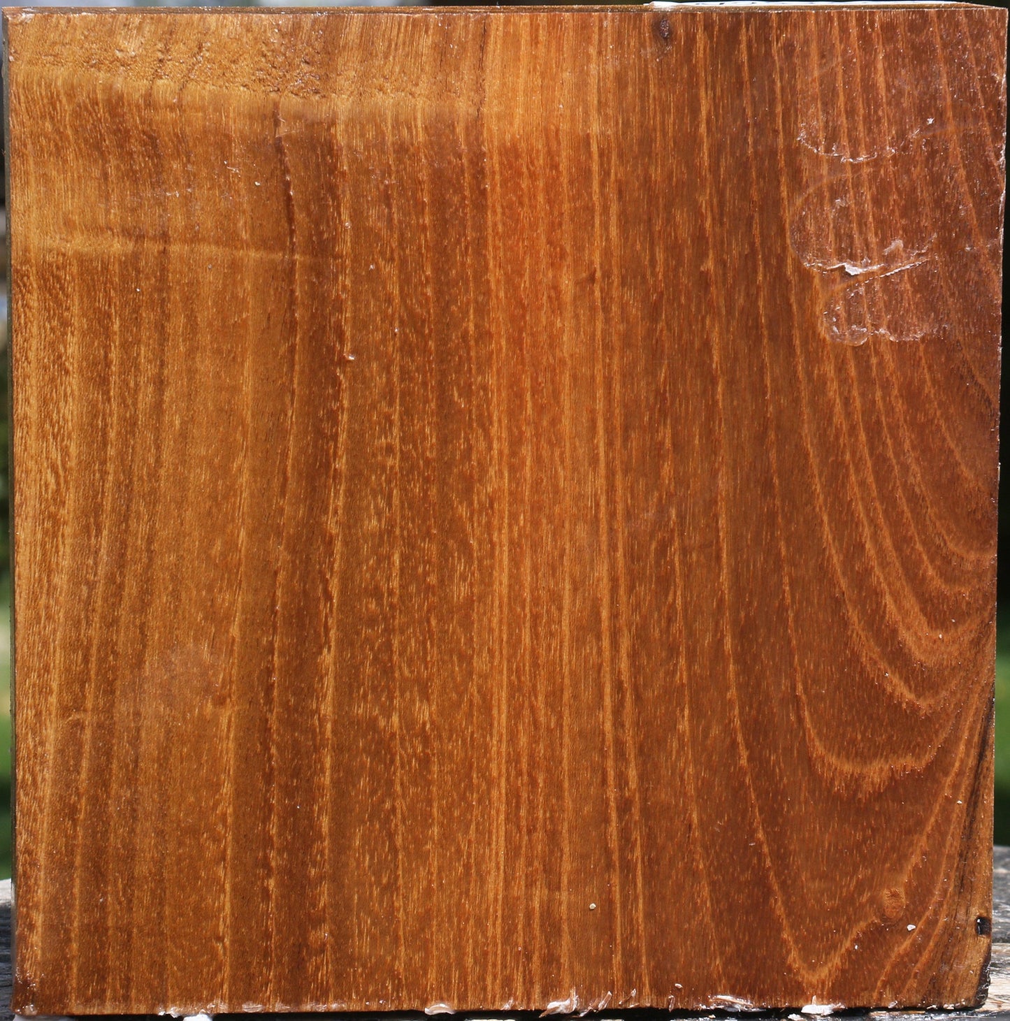 Silver Wattle Bowl Blank