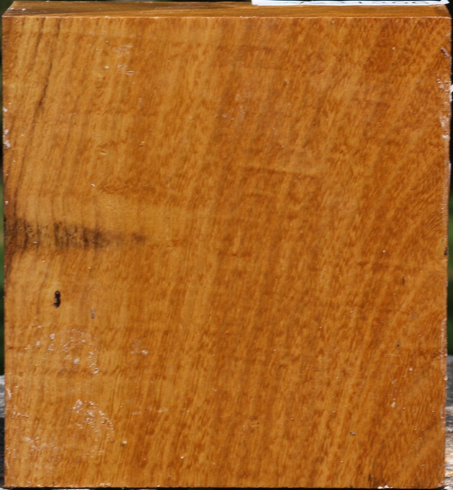 Silver Wattle Bowl Blank