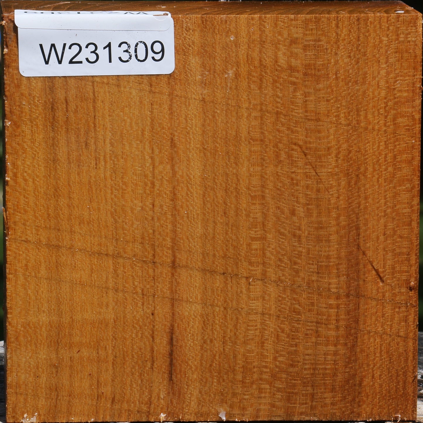 Silver Wattle Bowl Blank