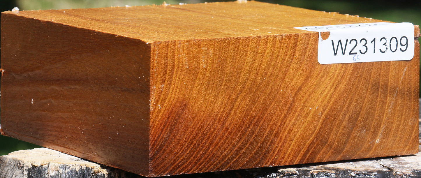 Silver Wattle Bowl Blank