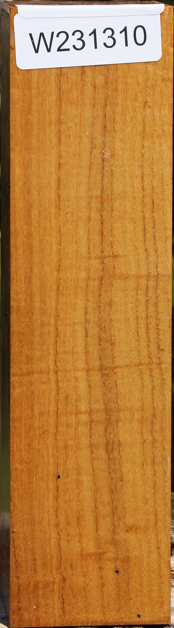 Silver Wattle Peppermill