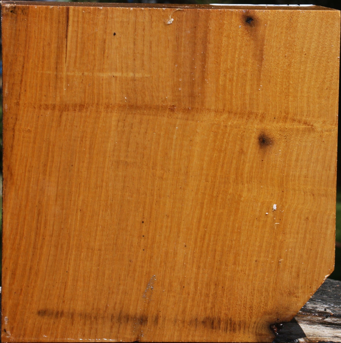 Silver Wattle Bowl Blank