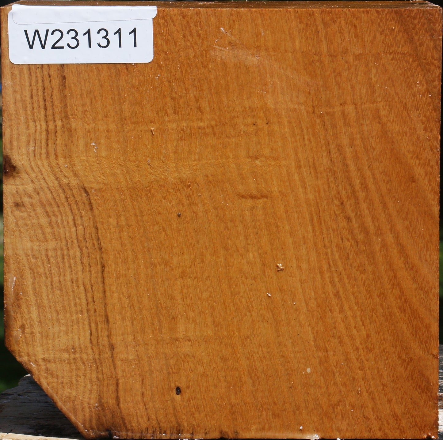 Silver Wattle Bowl Blank