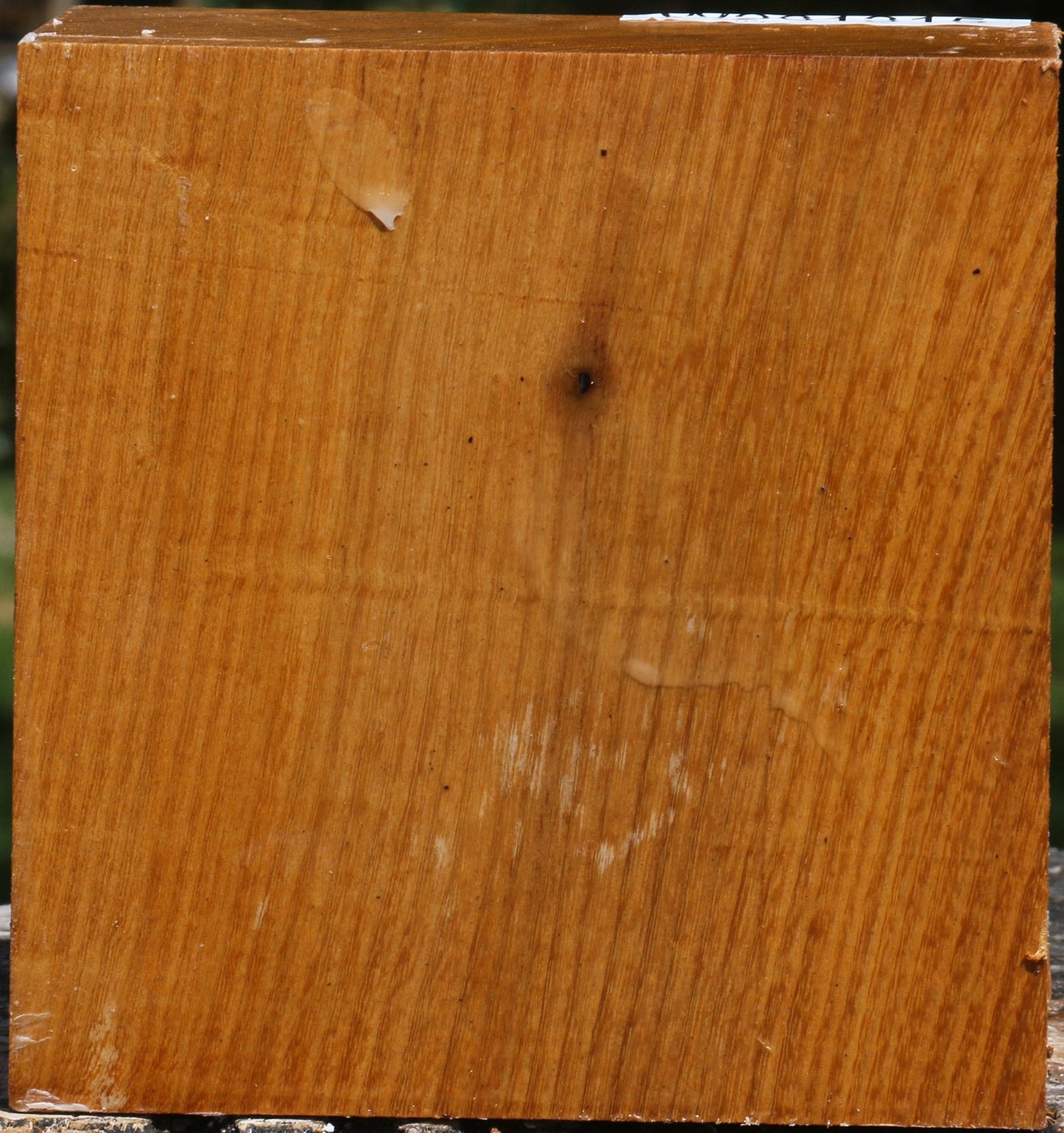 Silver Wattle Bowl Blank