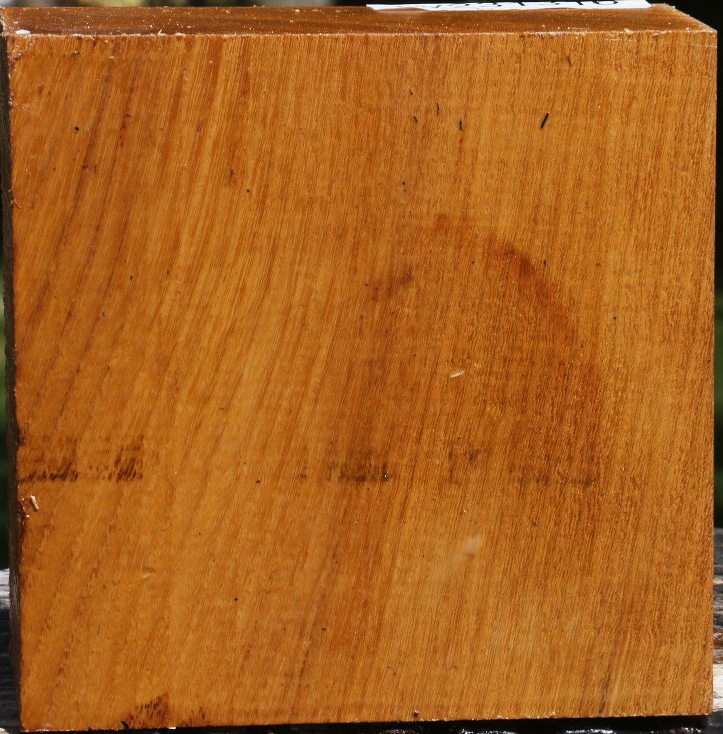 Silver Wattle Bowl Blank