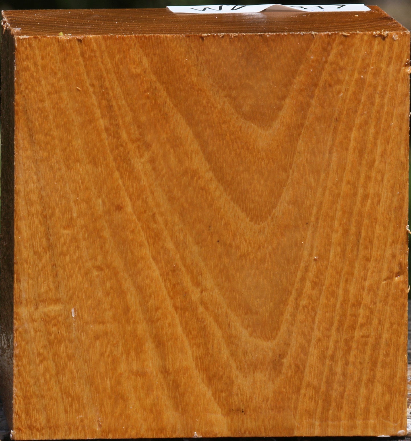 Silver Wattle Bowl Blank