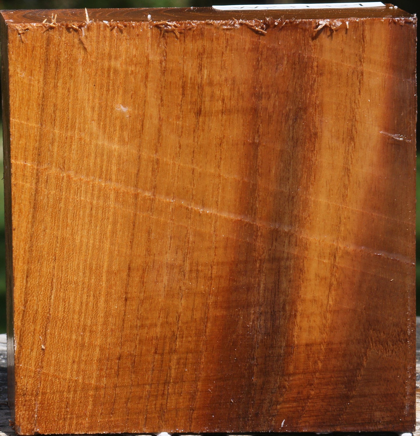 Silver Wattle Bowl Blank