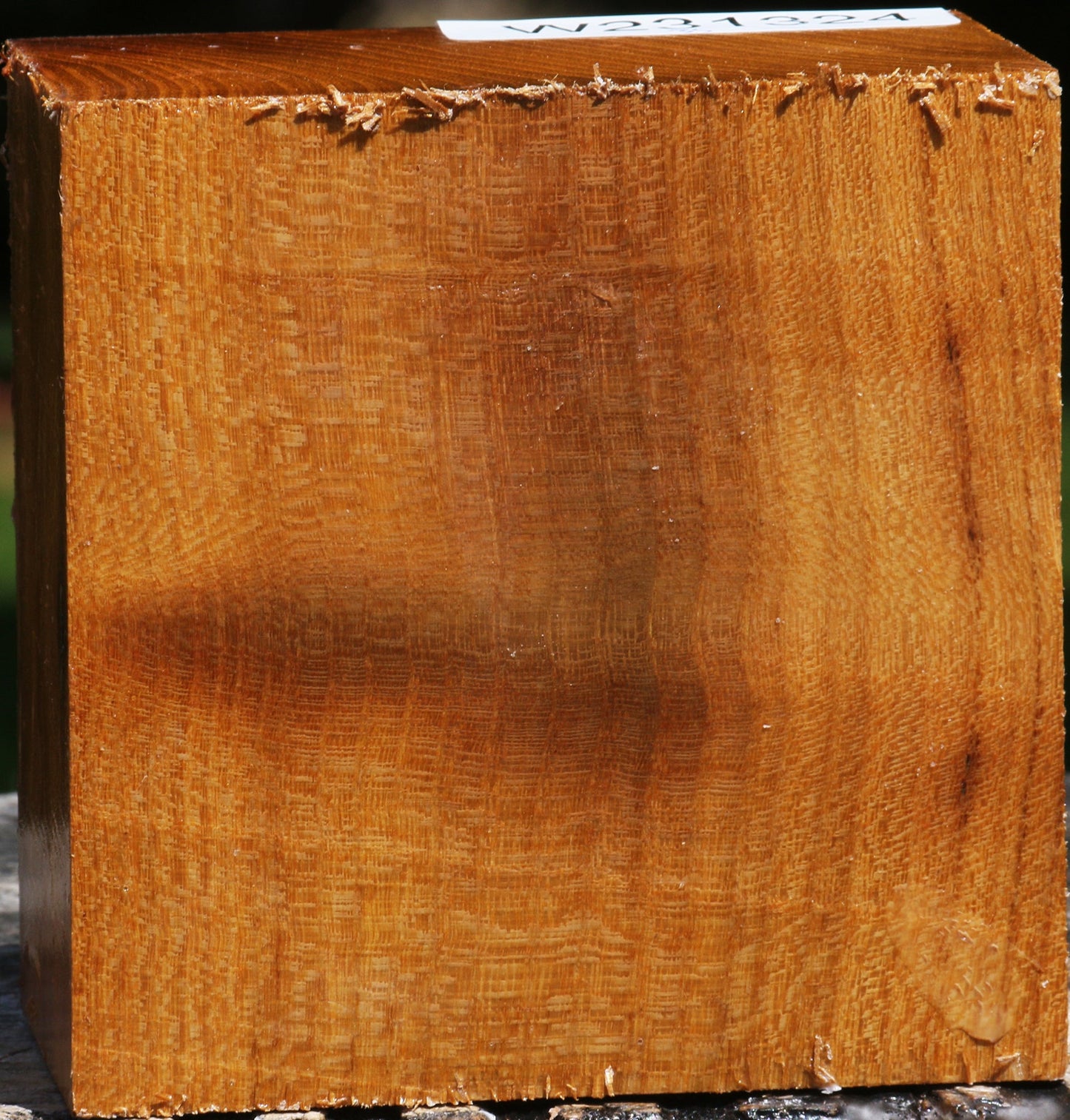 Silver Wattle Bowl Blank