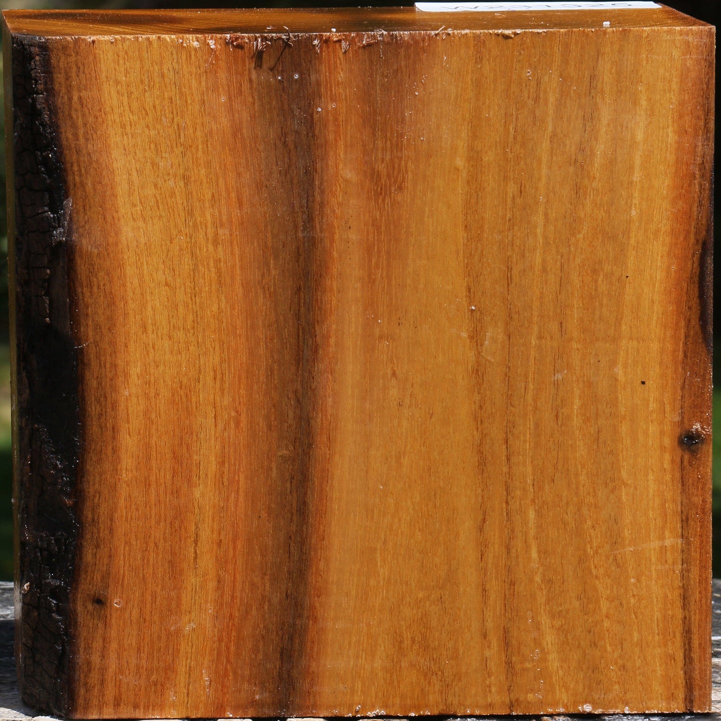 Silver Wattle Bowl Blank