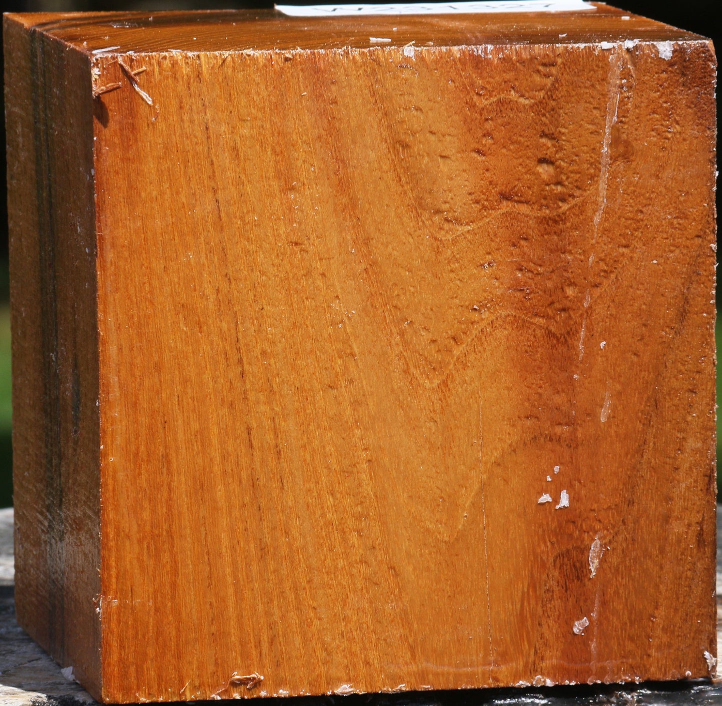 Silver Wattle Bowl Blank