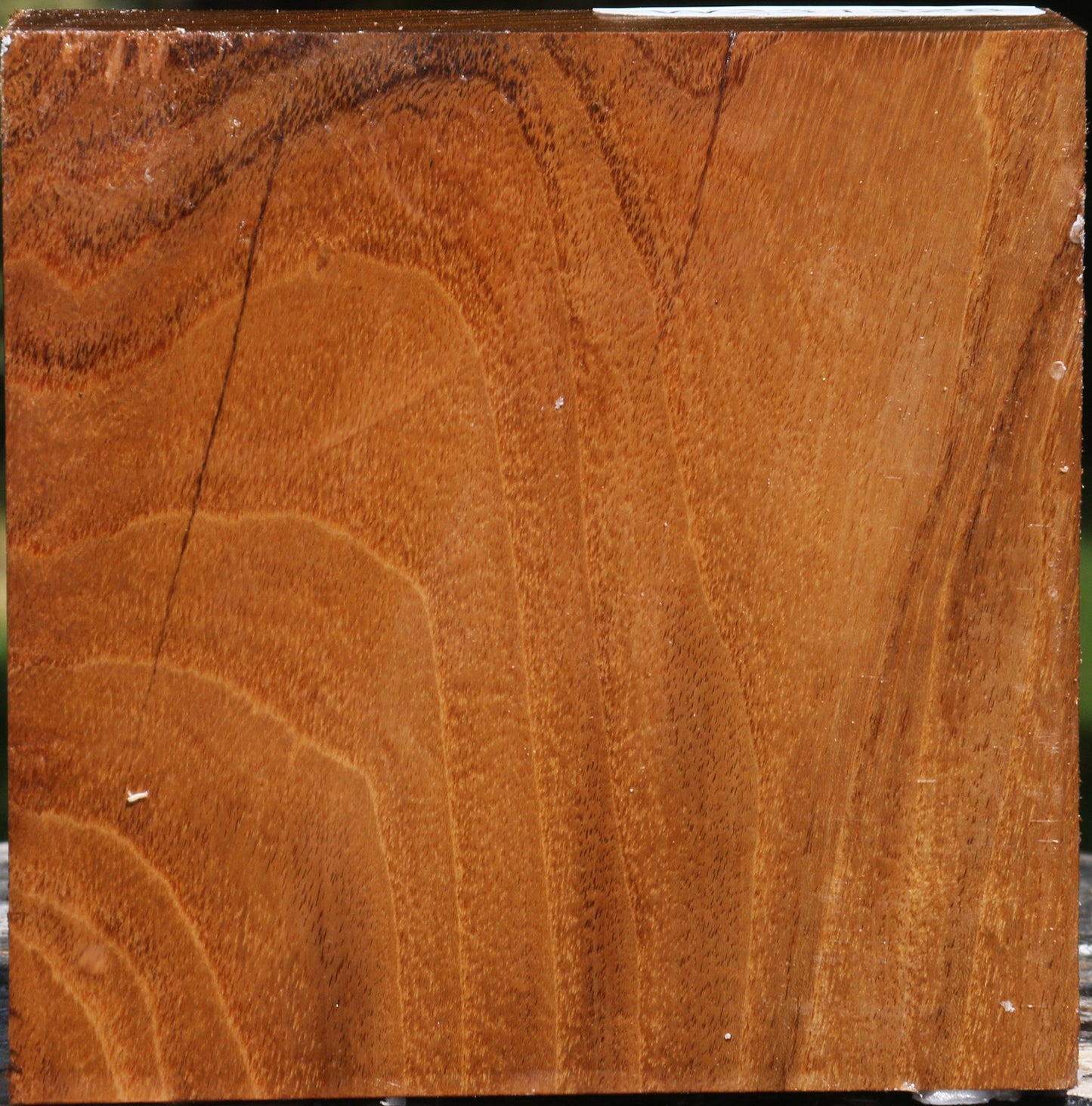 Silver Wattle Bowl Blank