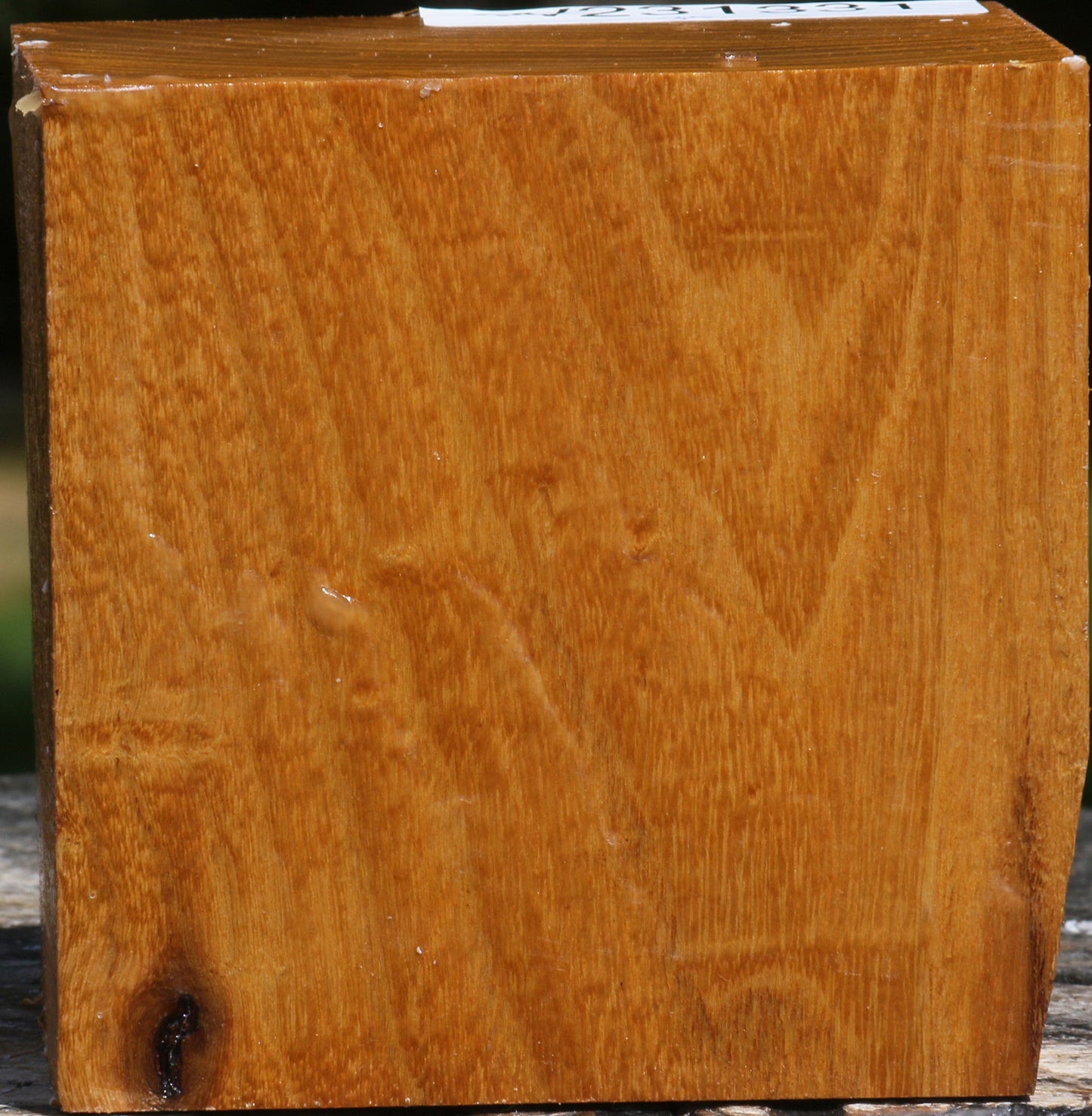 Silver Wattle Bowl Blank