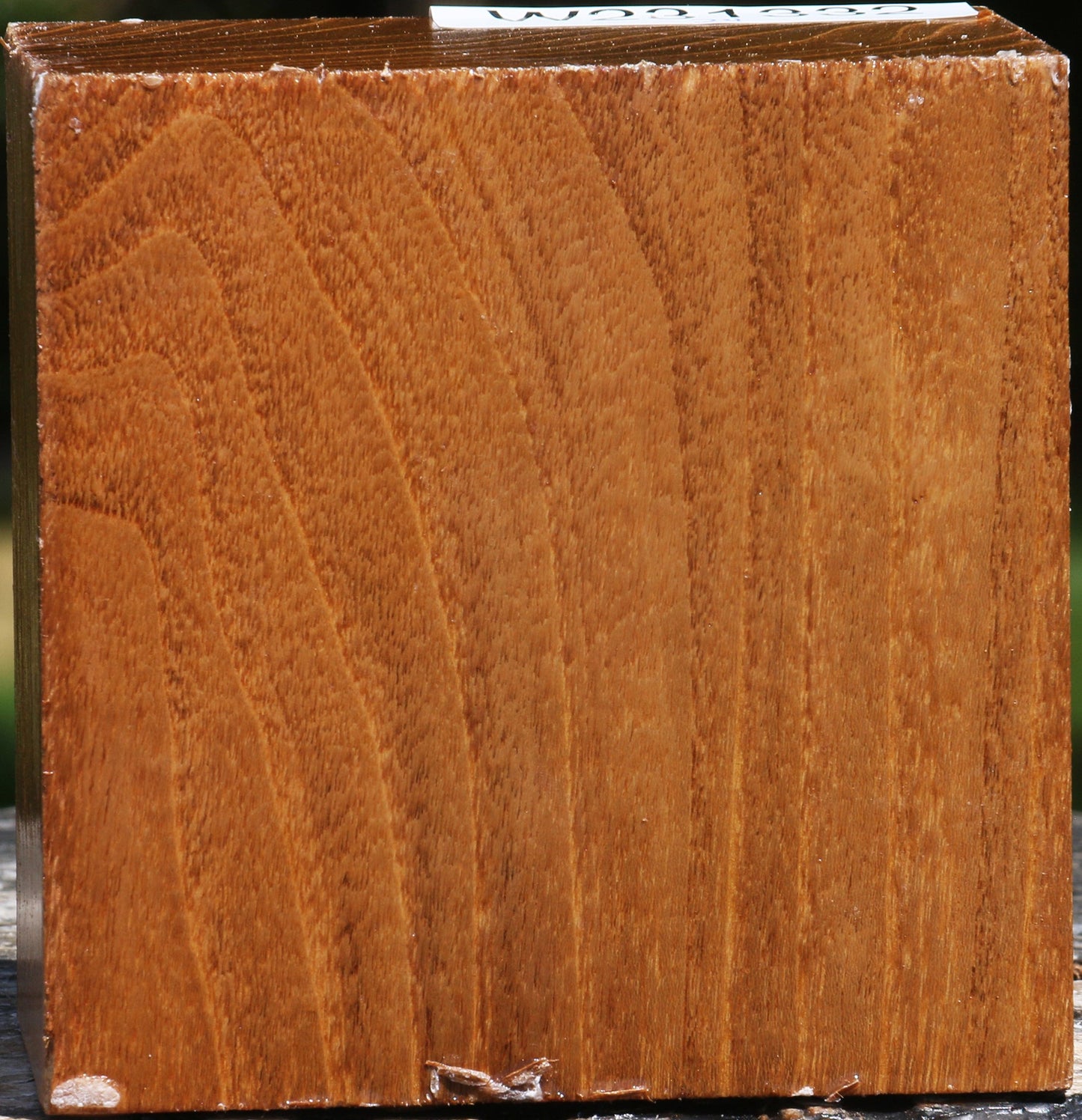 Silver Wattle Bowl Blank