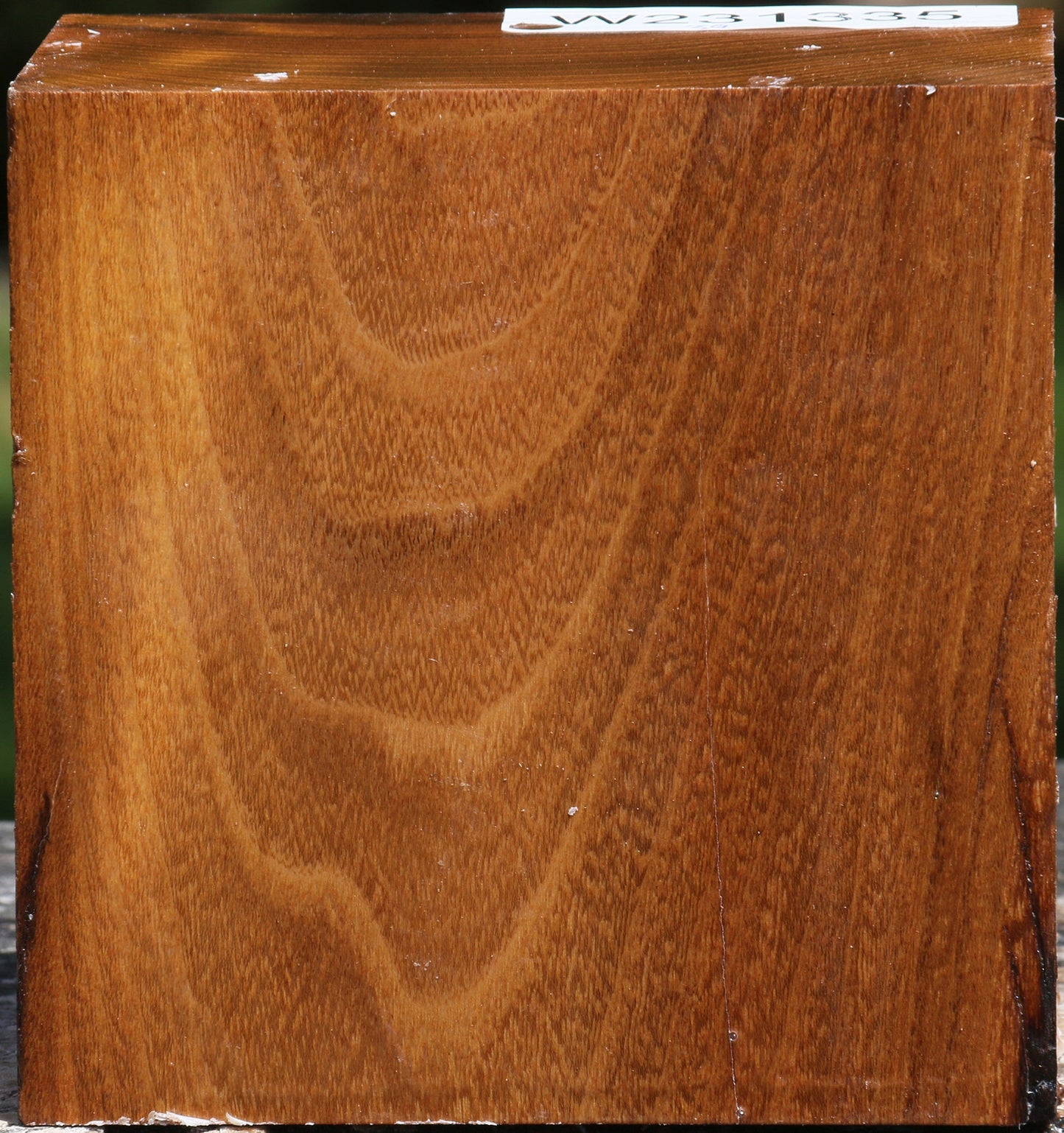 Silver Wattle Bowl Blank