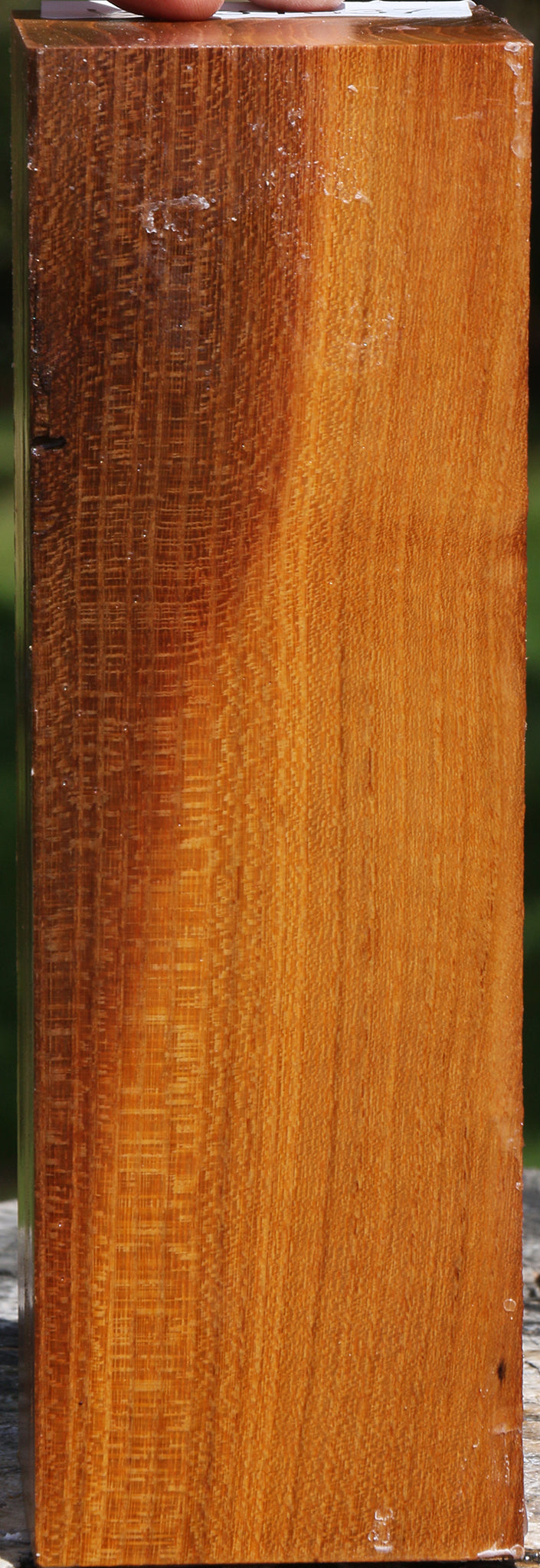 Silver Wattle Peppermill