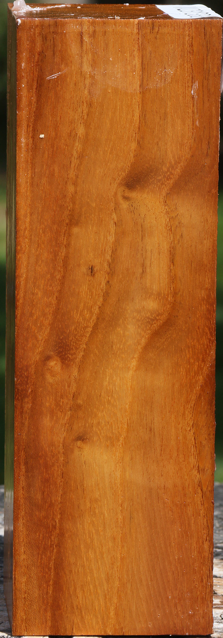 Silver Wattle Peppermill