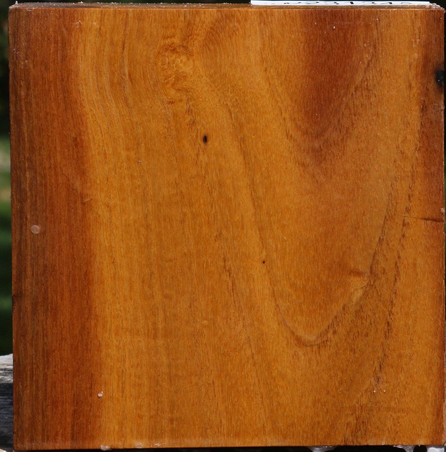 Silver Wattle Bowl Blank