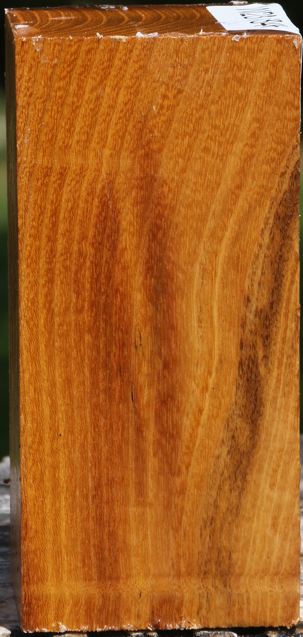 Silver Wattle Turning Square