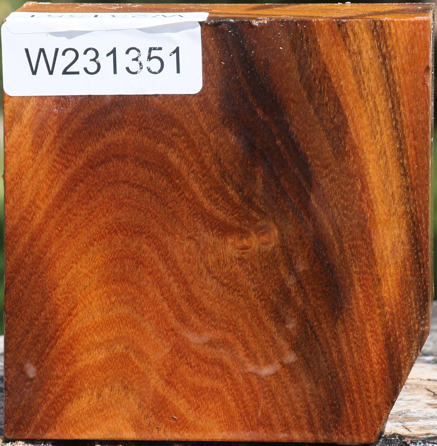 Silver Wattle Bowl Blank