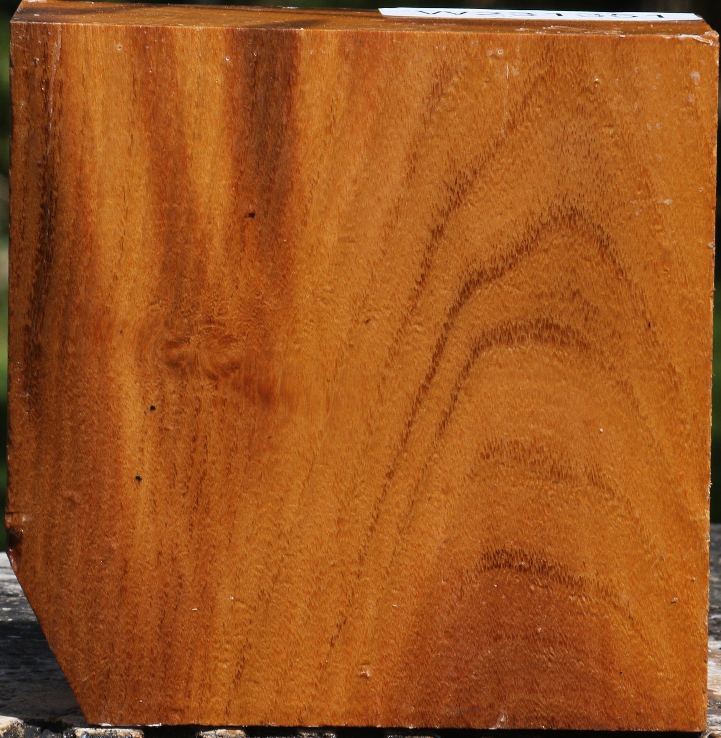 Silver Wattle Bowl Blank