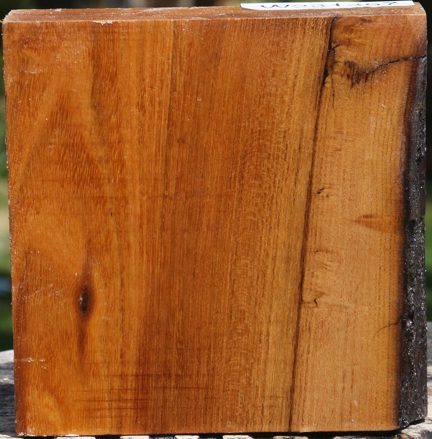 Silver Wattle Bowl Blank