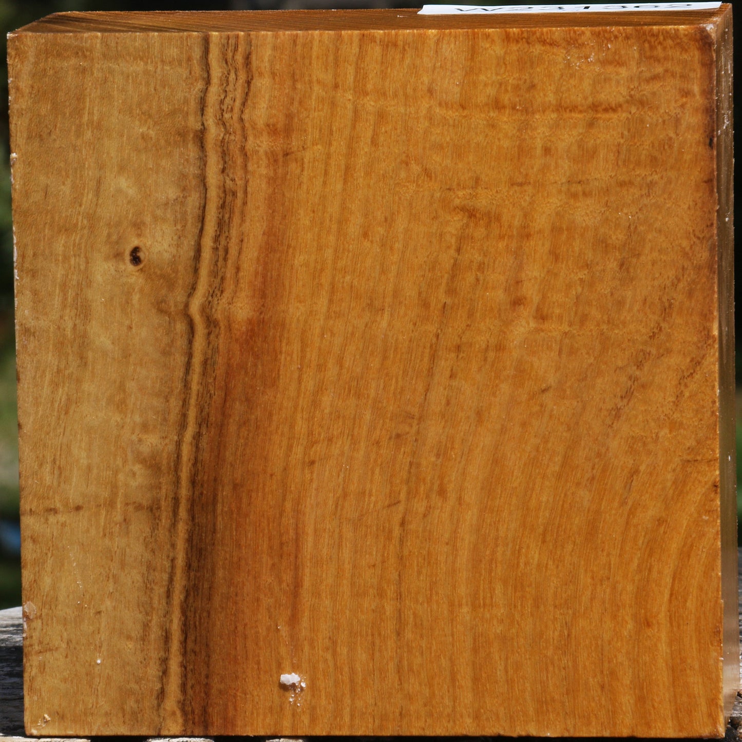 Silver Wattle Bowl Blank