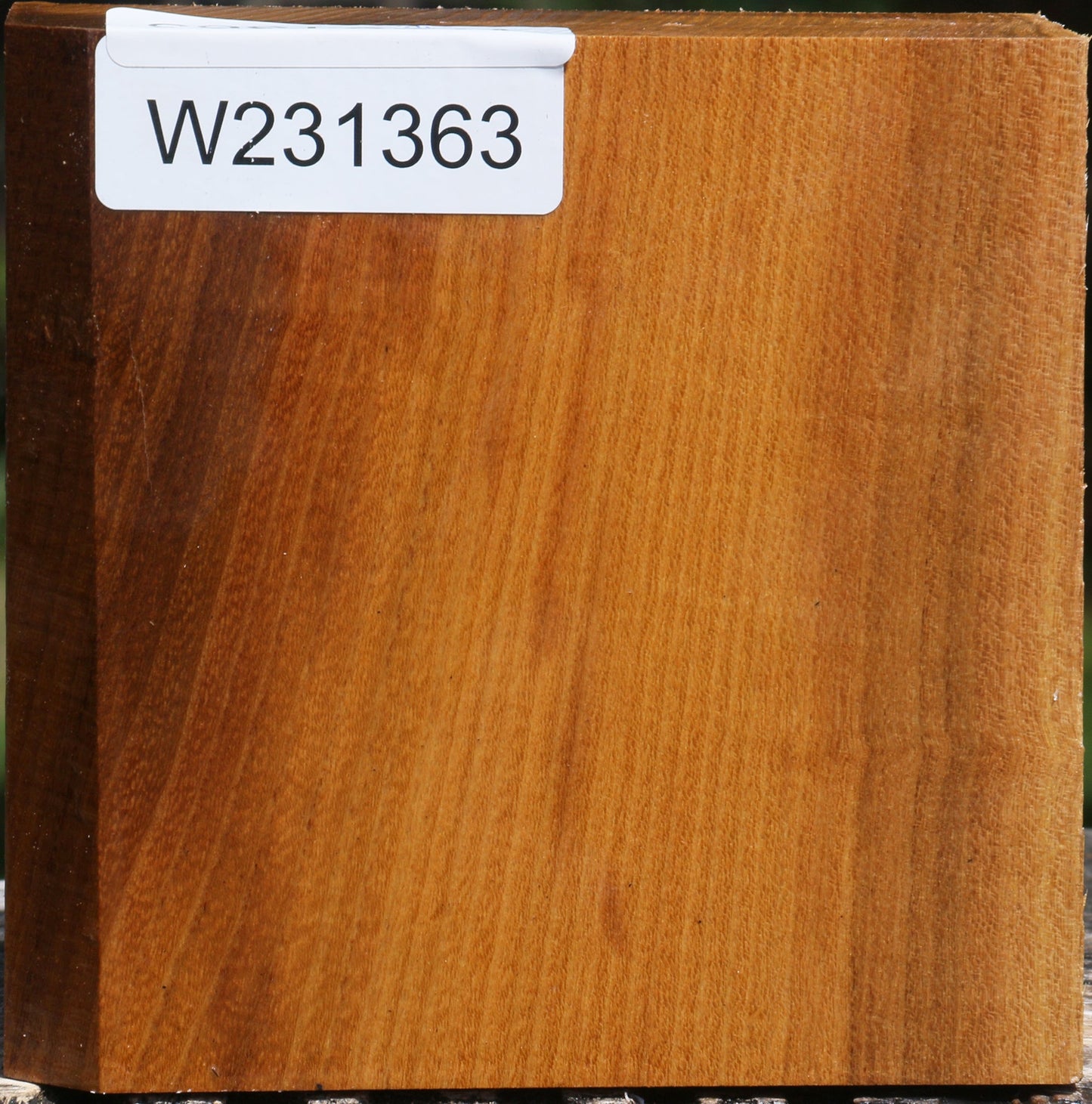 Silver Wattle Bowl Blank