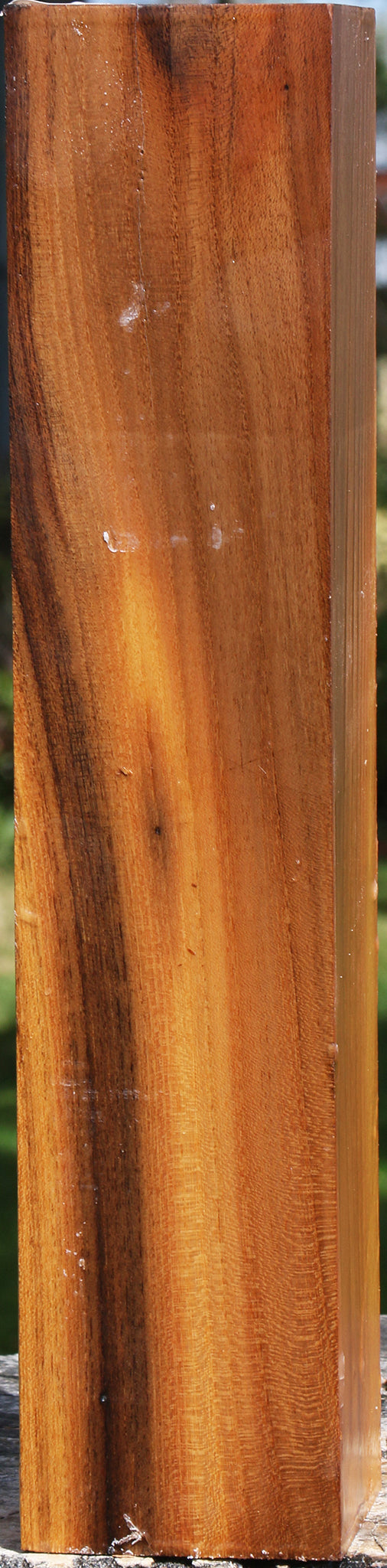 Silver Wattle Peppermill