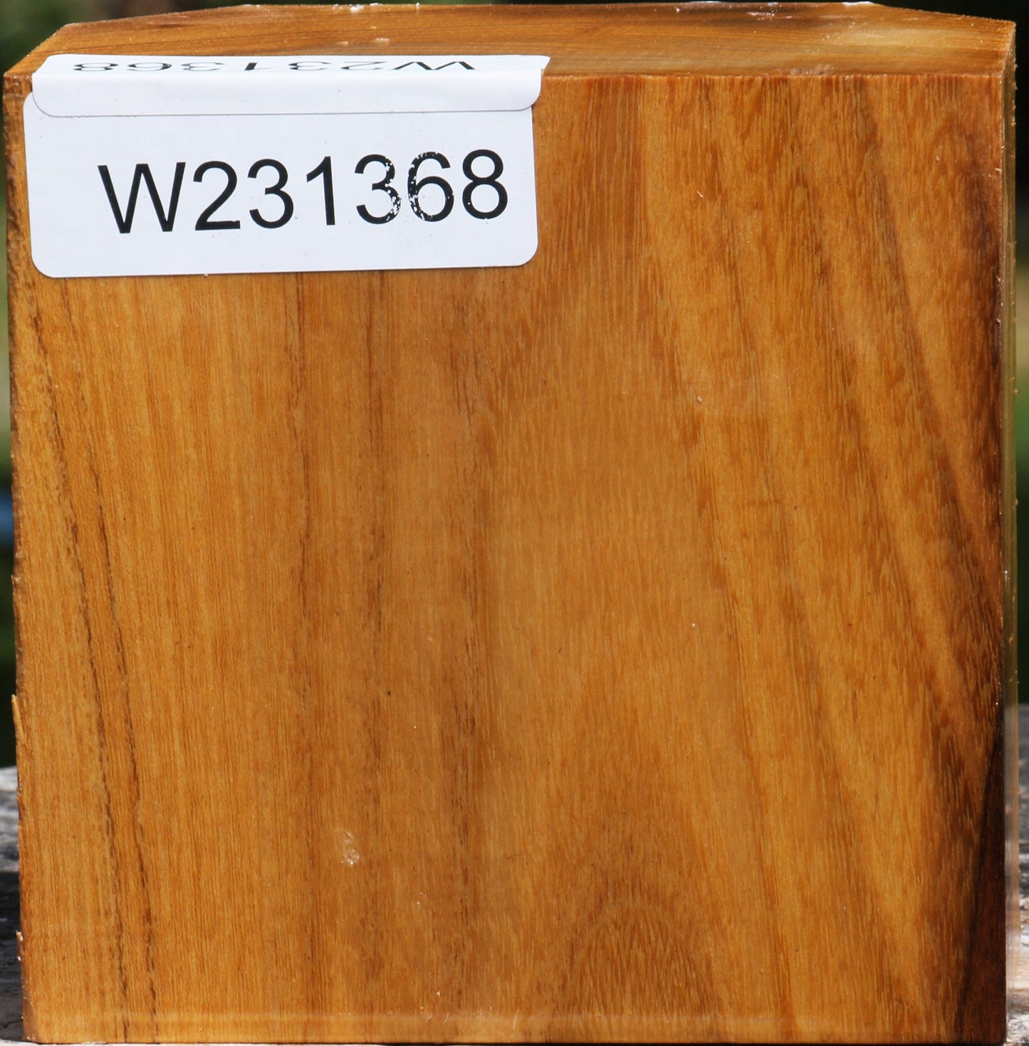 Silver Wattle Bowl Blank