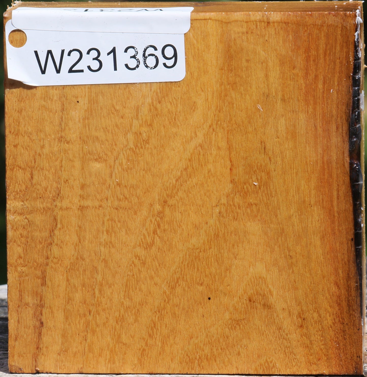 Silver Wattle Bowl Blank