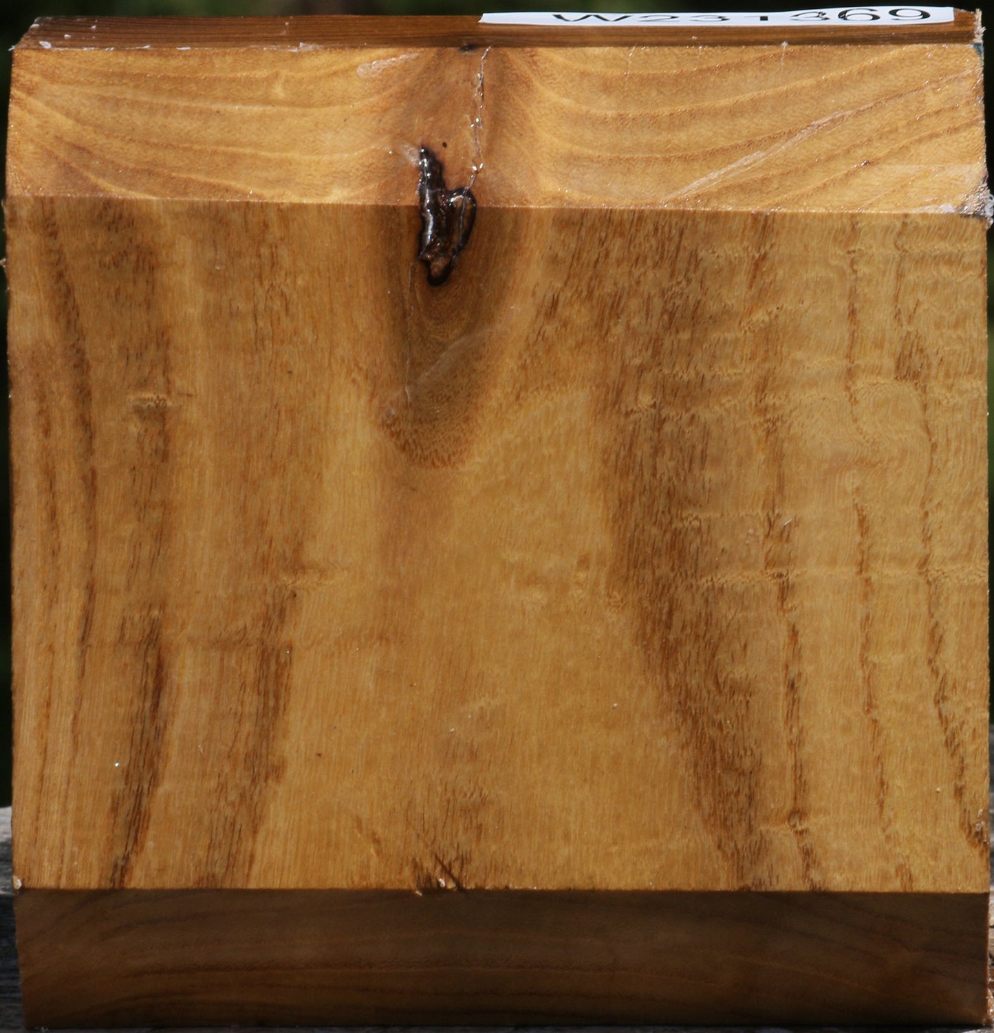 Silver Wattle Bowl Blank