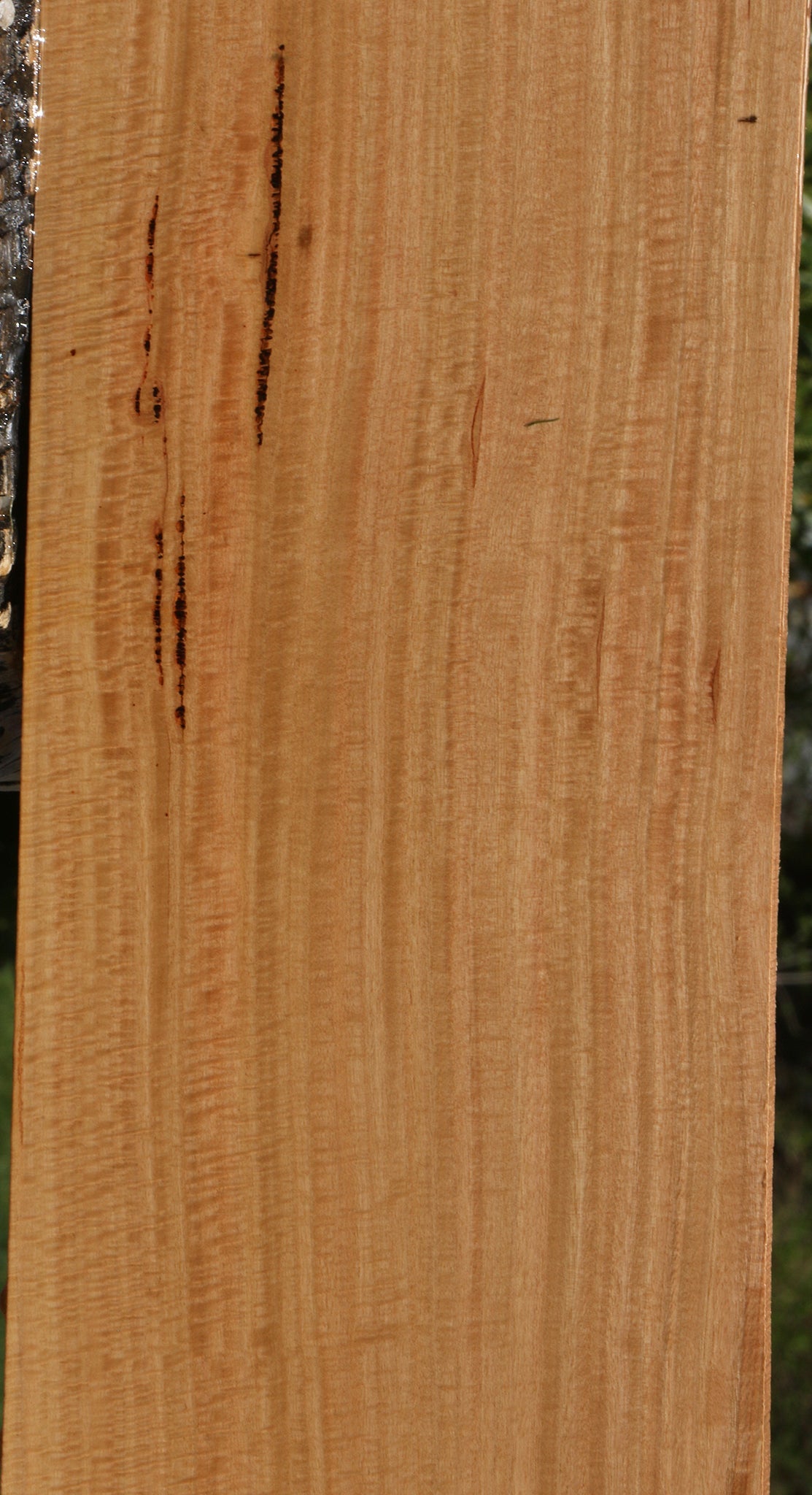 Exhibition Eucalyptus Lumber