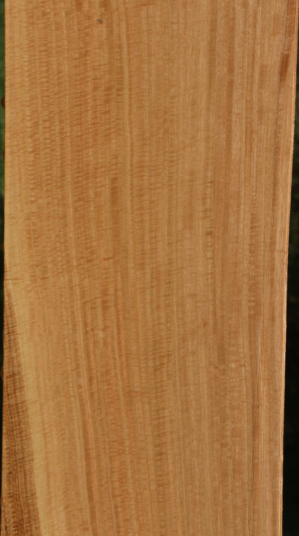 Exhibition Eucalyptus Lumber