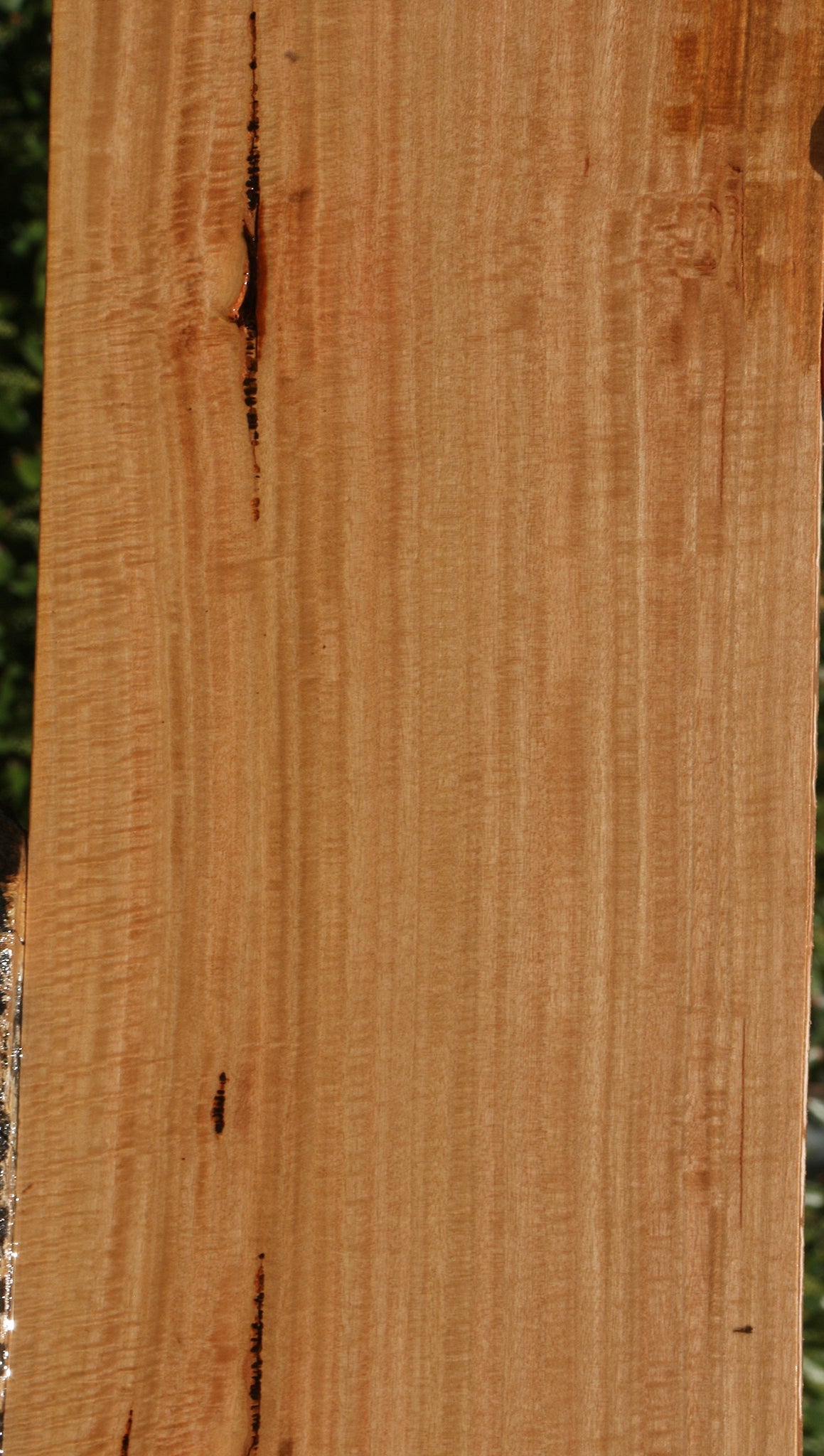 Exhibition Eucalyptus Lumber