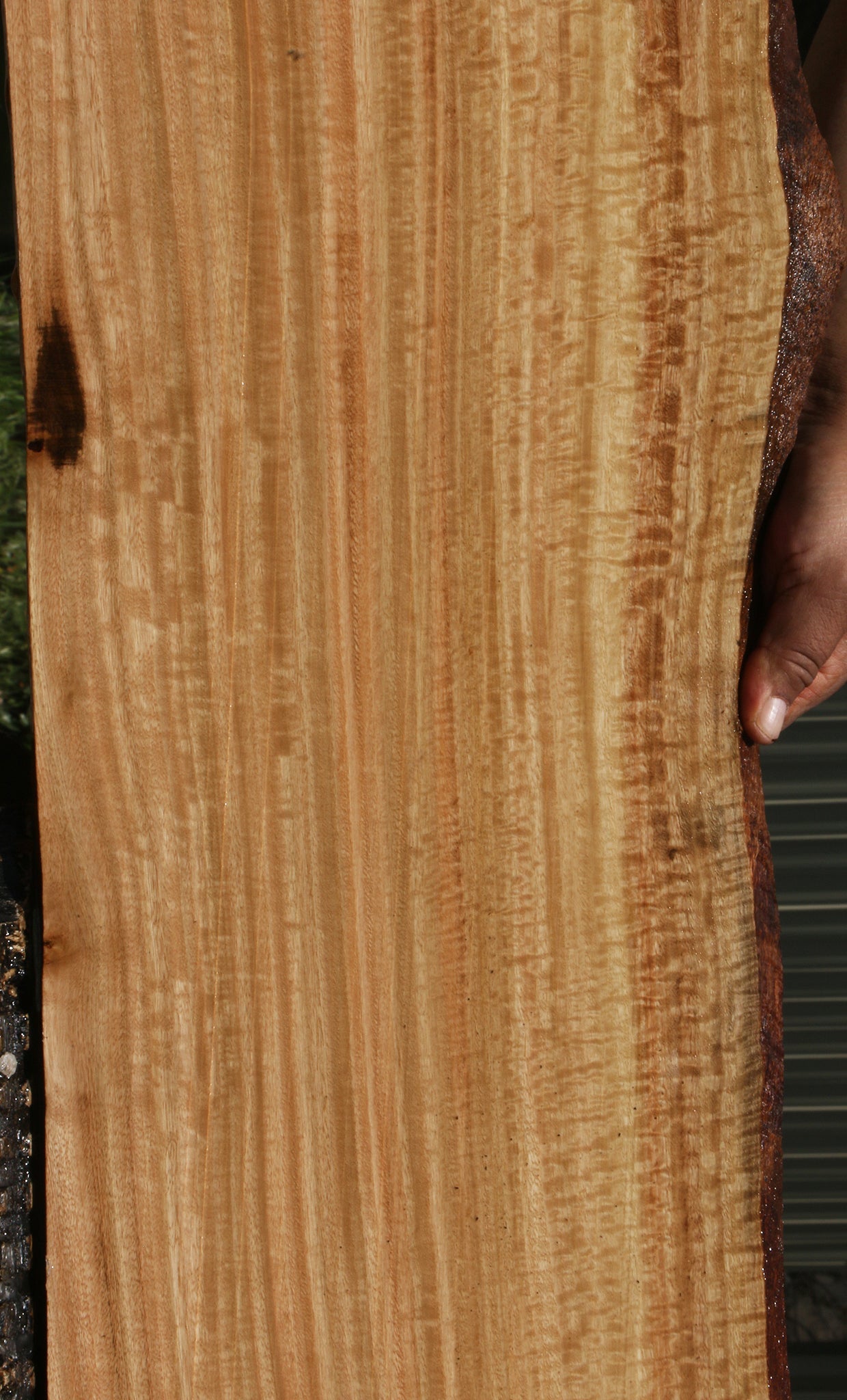 Extra Fancy Eucalyptus Live Edge Lumber