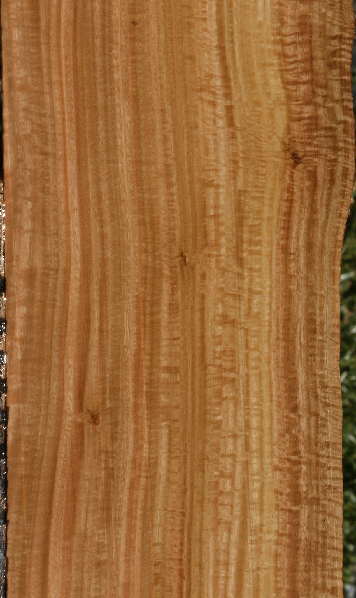 Extra Fancy Eucalyptus Live Edge Lumber