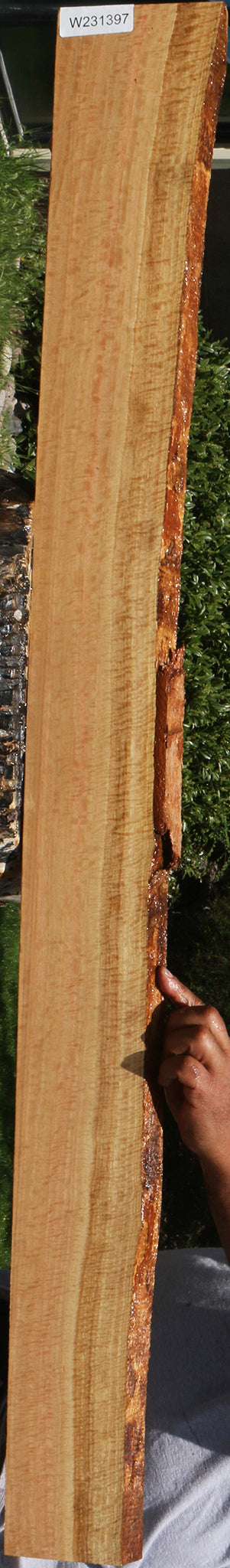 Exhibition Eucalyptus Live Edge Lumber