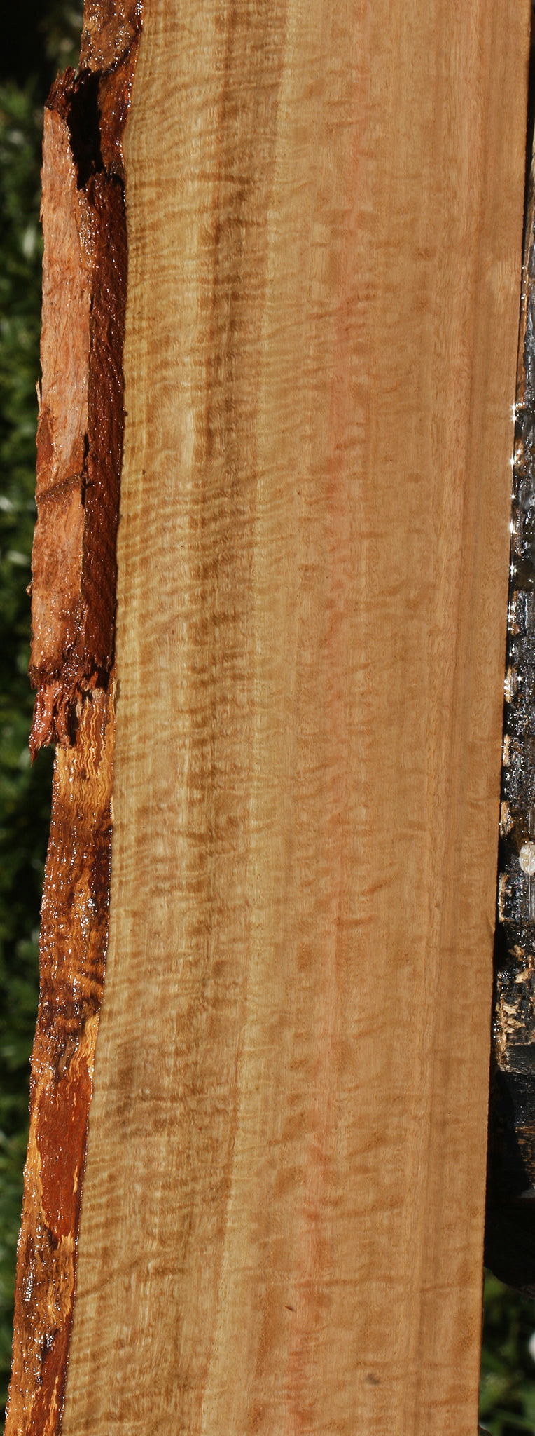 Exhibition Eucalyptus Live Edge Lumber