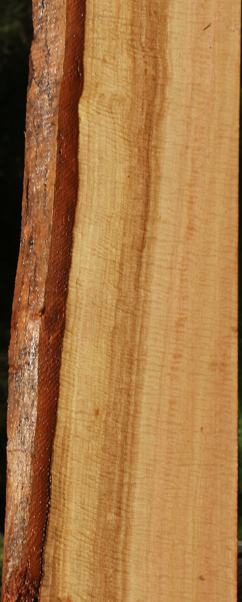 Exhibition Eucalyptus Live Edge Lumber
