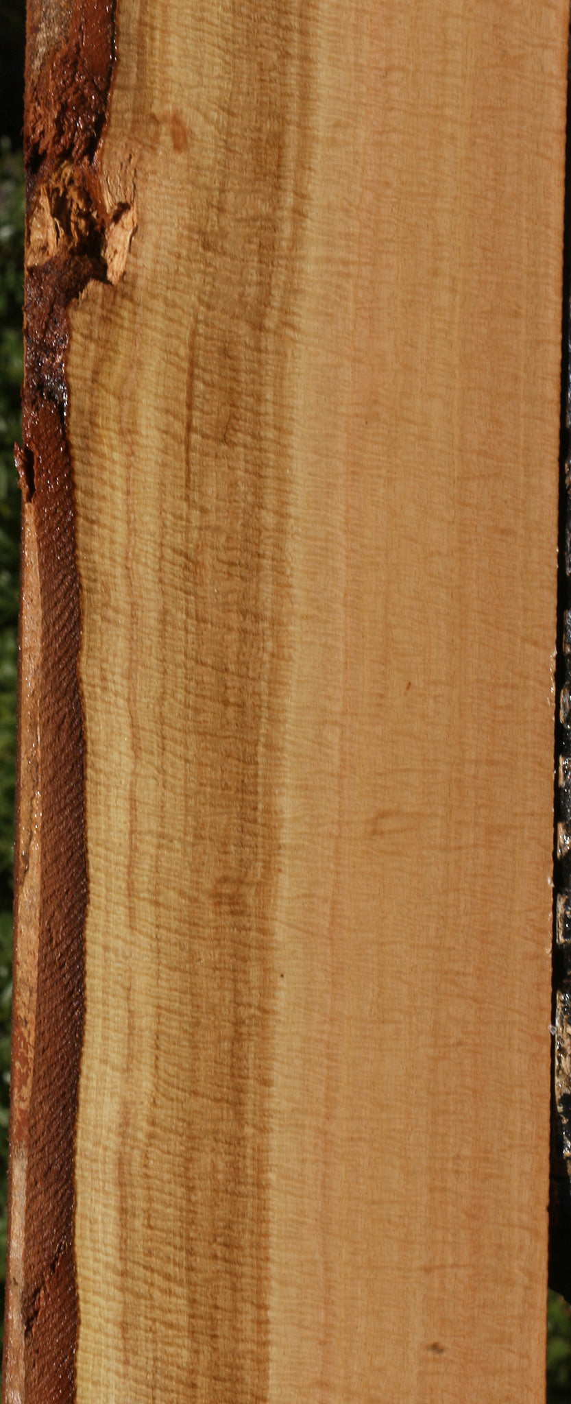 Exhibition Eucalyptus Live Edge Lumber