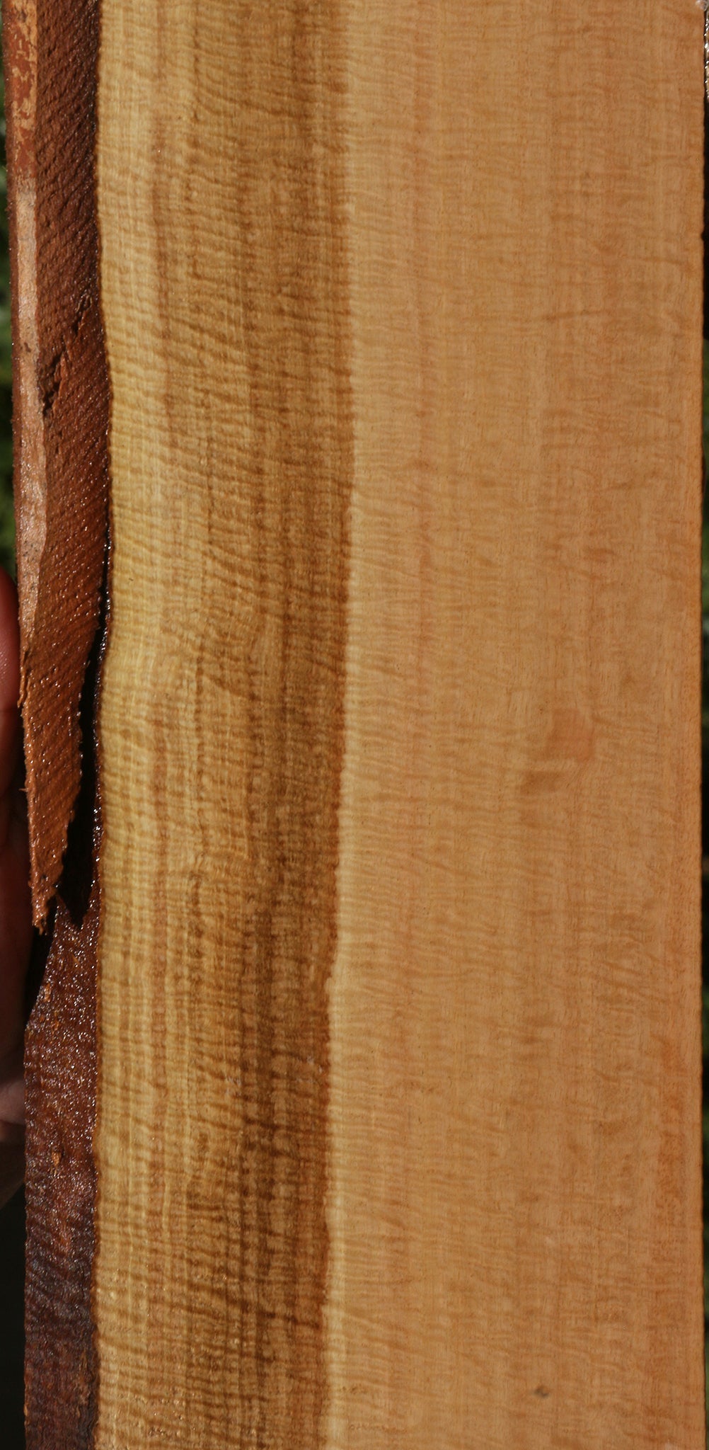 Exhibition Eucalyptus Live Edge Lumber