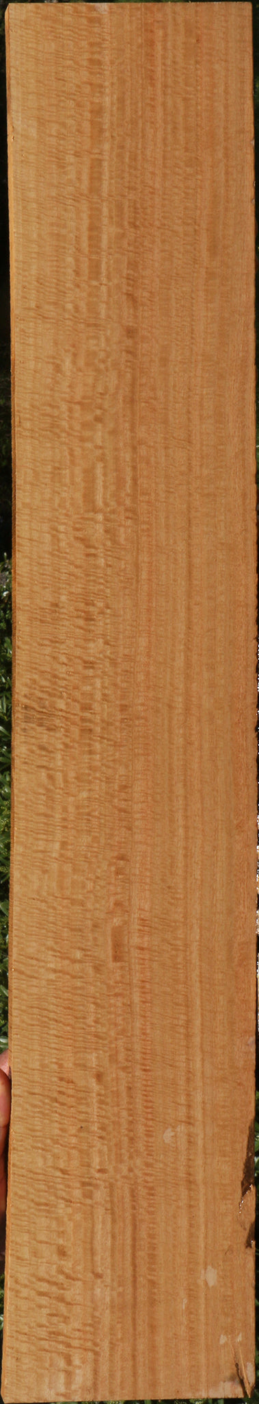 Exhibition Eucalyptus Lumber