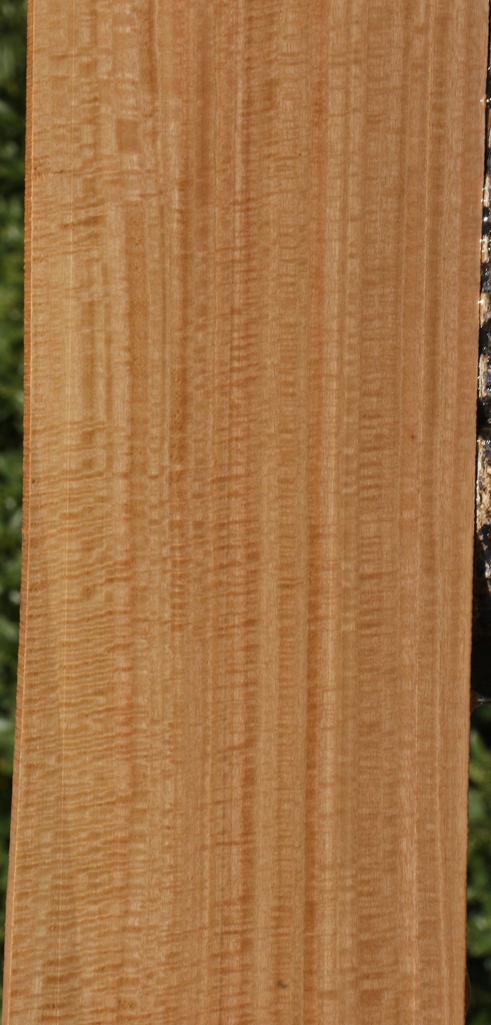 Exhibition Eucalyptus Lumber