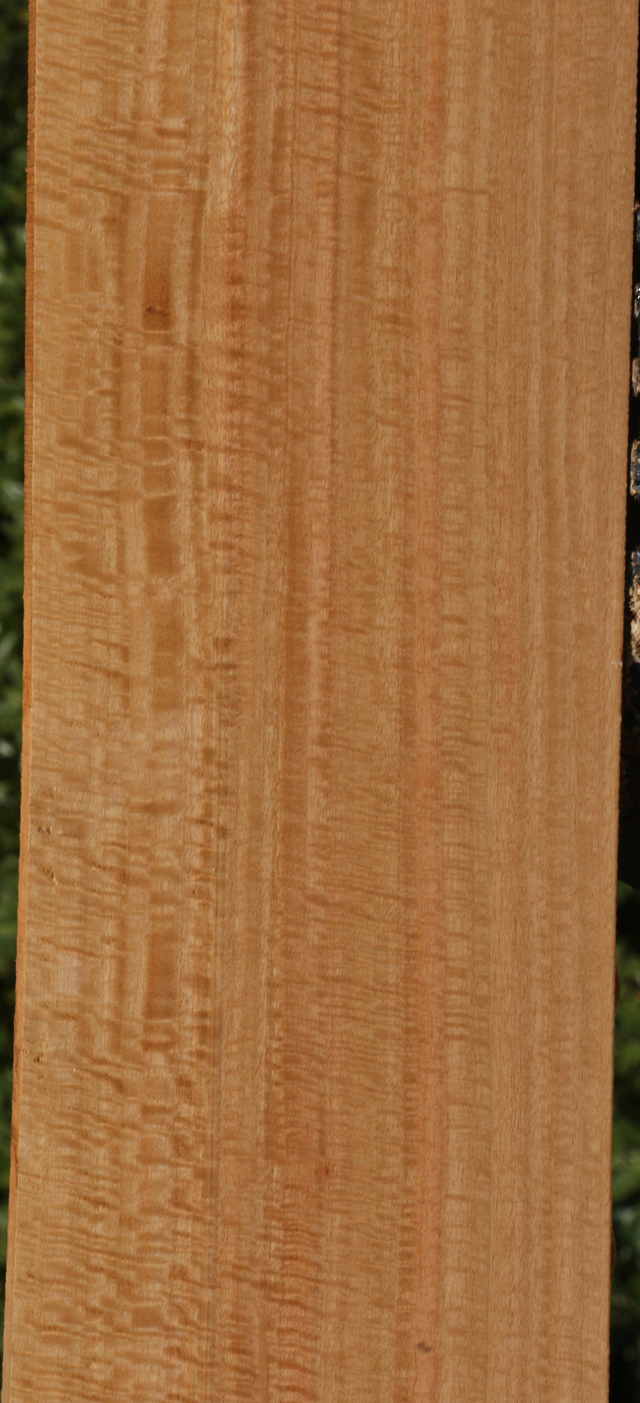 Exhibition Eucalyptus Lumber